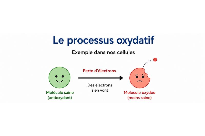 Antioxydants : comprendre le processus oxydatif et protéger ses cellules